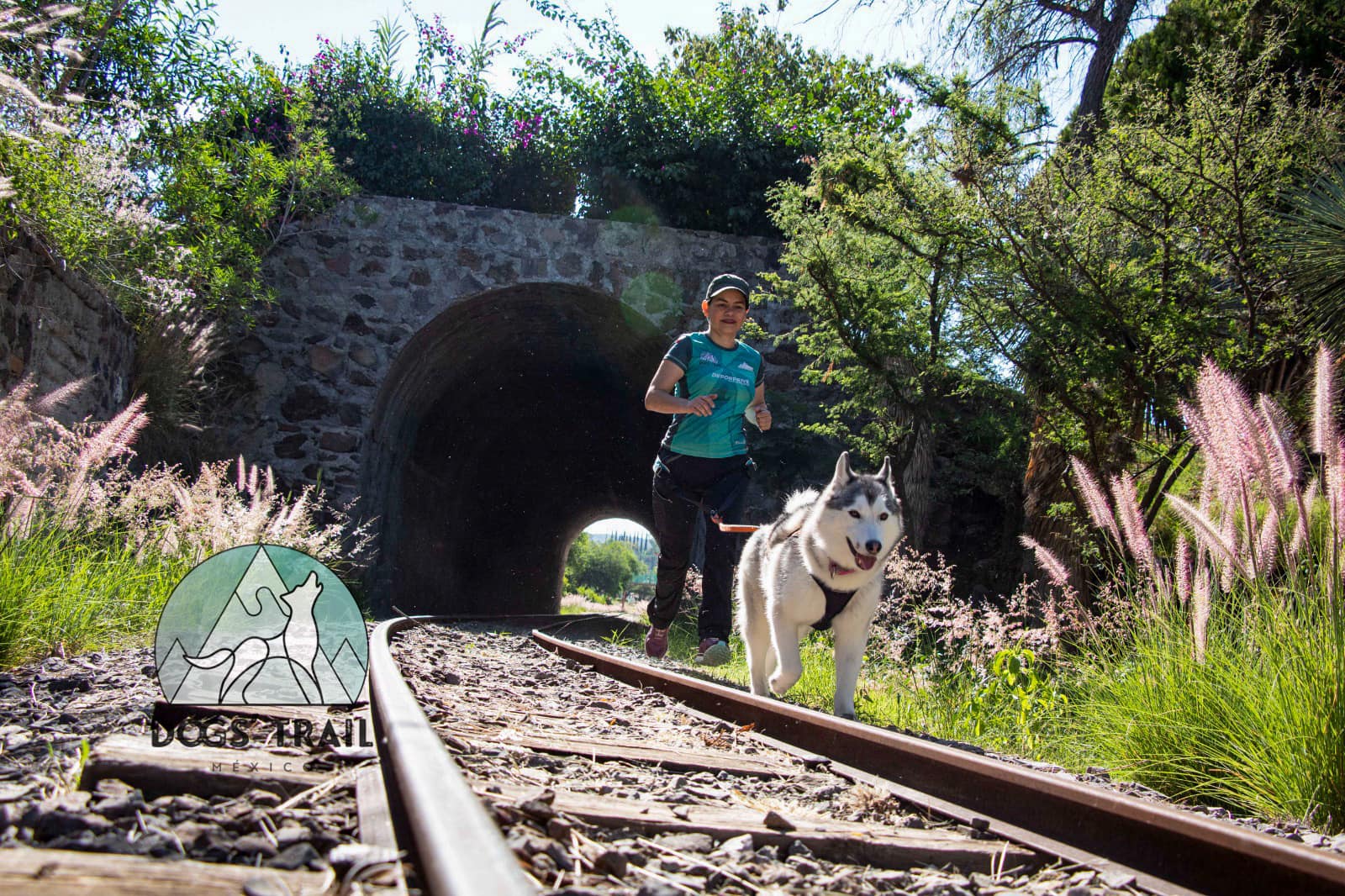 Dogs Trail bosque1